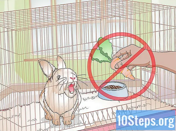Làm thế nào để xoa dịu một con thỏ hung hãn - Bách Khoa Toàn Thư
