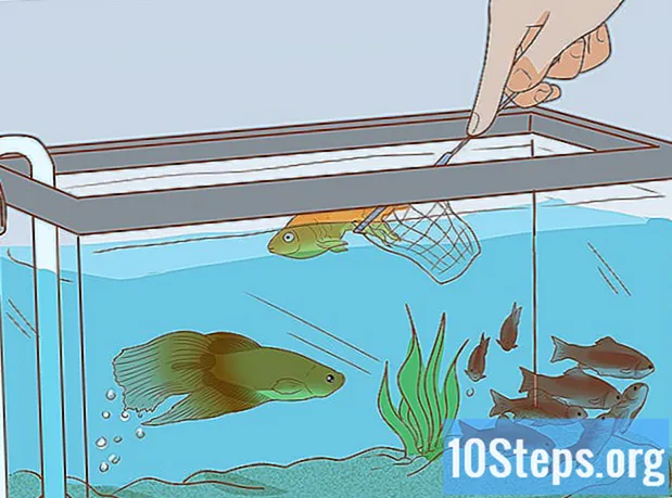 כיצד להוסיף דגים לאקווריום החדש שלך