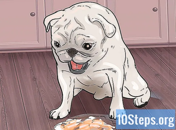 Com ajudar un gos que té epilèpsia - Enciclopèdia