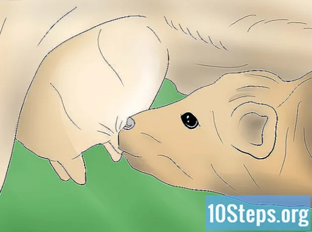 Cara Membantu Kelahiran Lembu