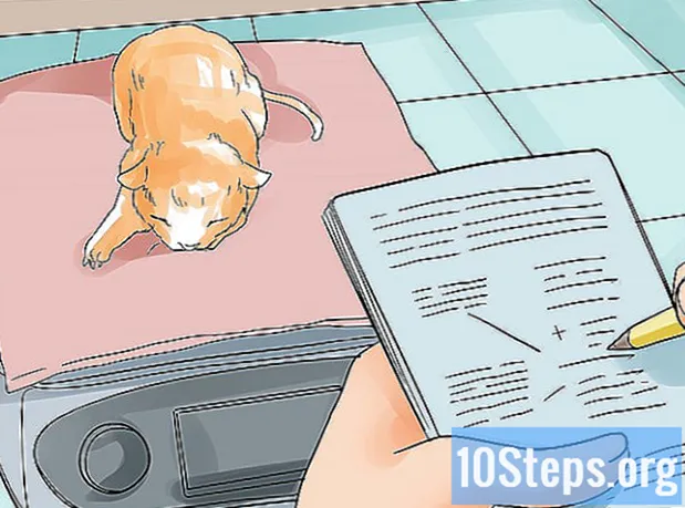 Cum să ajute o pisică să nască