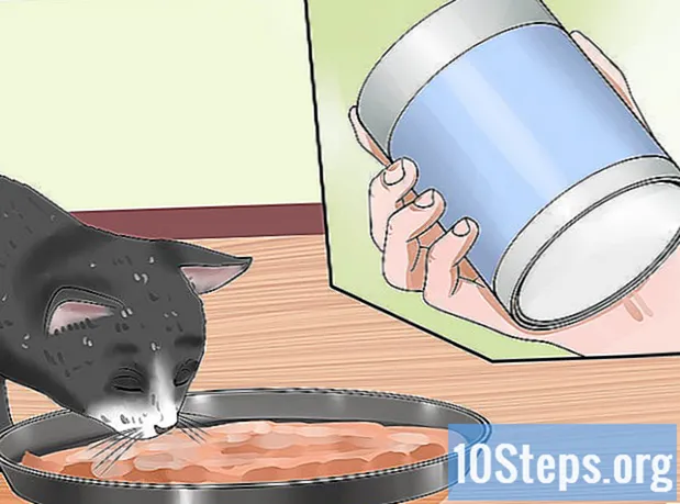 كيفية إطعام القطط