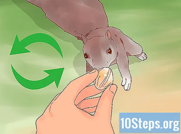 Hoe een eekhoorn te voeren