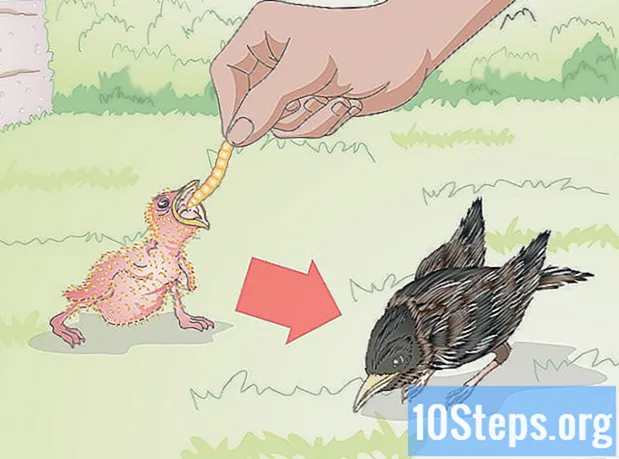 Kako hraniti piletinu divlje ptice