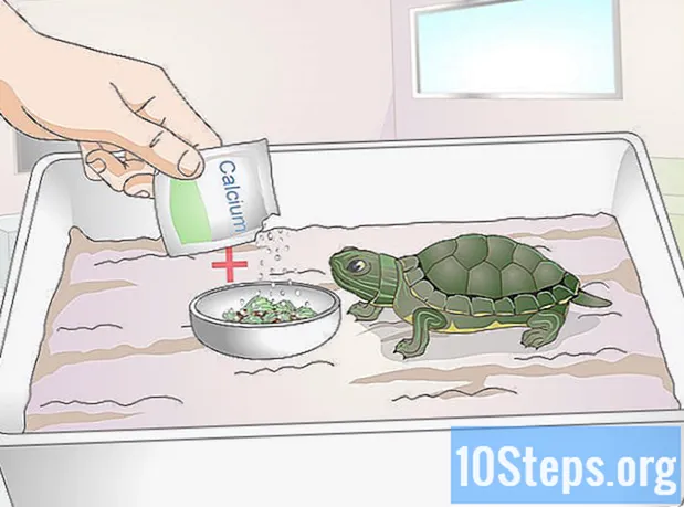 Cómo alimentar a una tortuga bebé - Enciclopedia