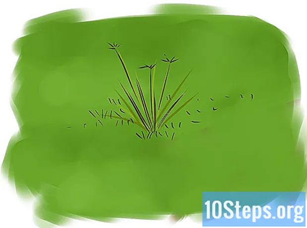 Hur man lägger gräs på mattan - Encyklopedi