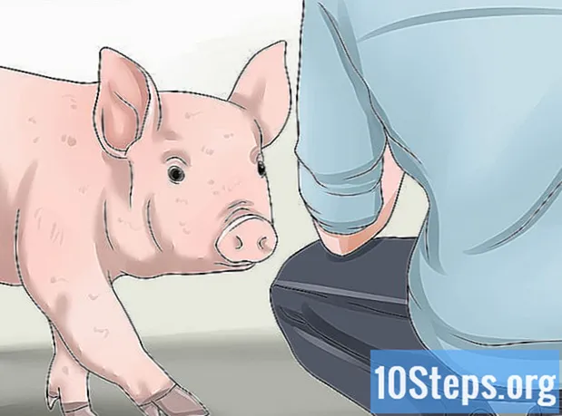 Cómo aumentar el peso del cerdo - Enciclopedia