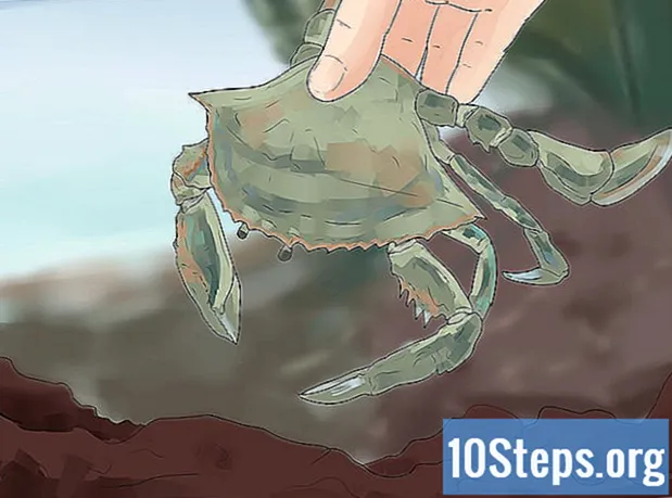 Jak łapać kraby