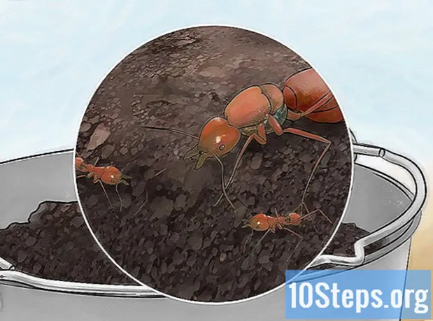 Come catturare una formica regina