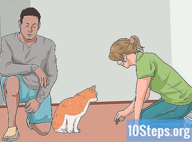 Hur man ringer en katt
