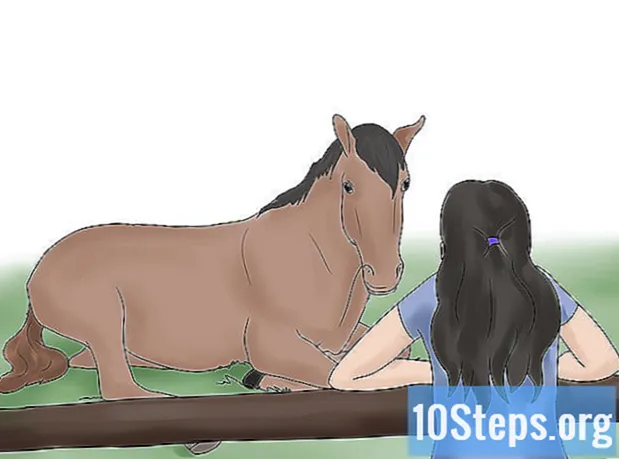 Hur du konditionerar din häst - Encyklopedi