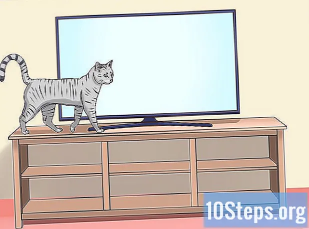 Hur man vinner en kattvänskap - Encyklopedi