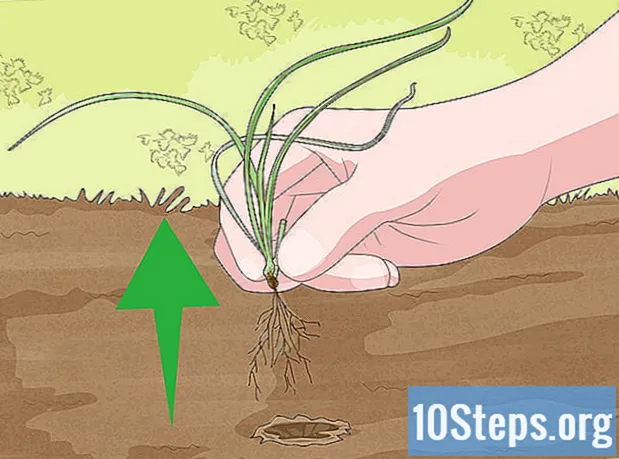 Hur man bygger en sten trädgård undvika ogräs