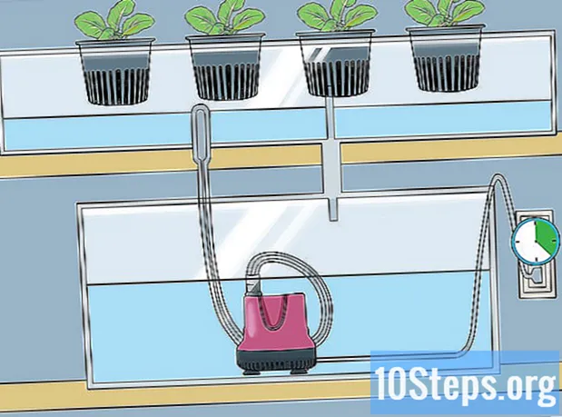 Ako si doma postaviť hydroponický systém