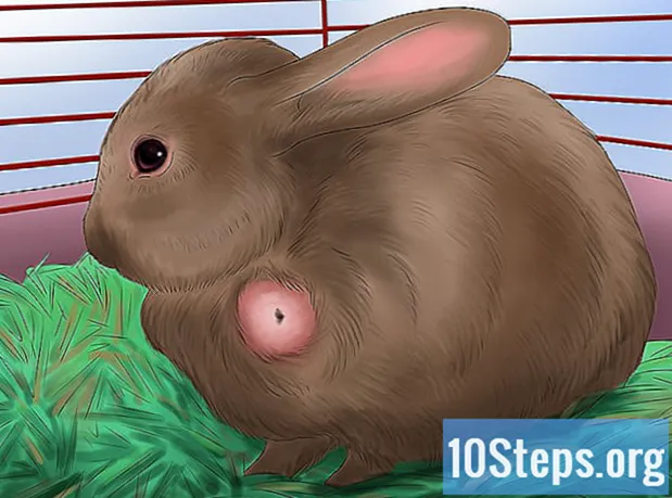 Sådan opdrættes sunde kaniner