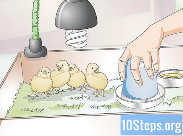 Hoe kippen te fokken