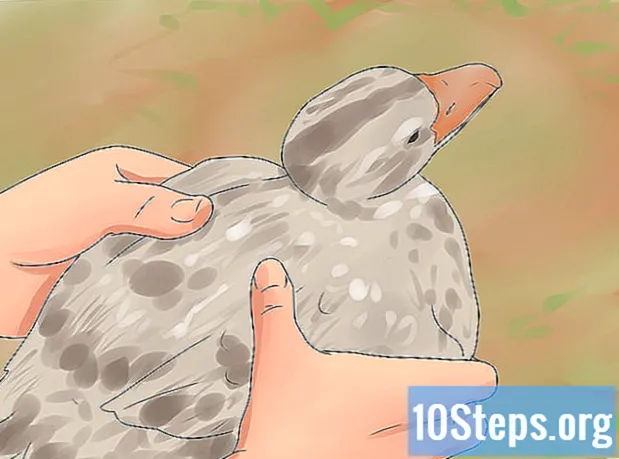Ako chovať kačice