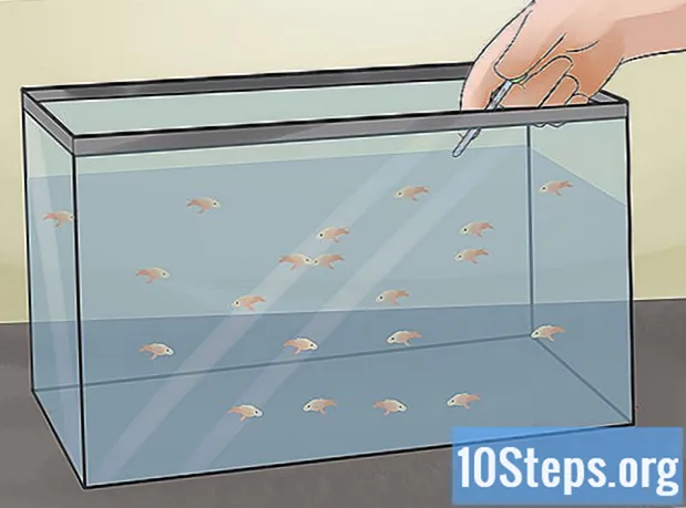 Cara Mengembangbiakkan Ikan