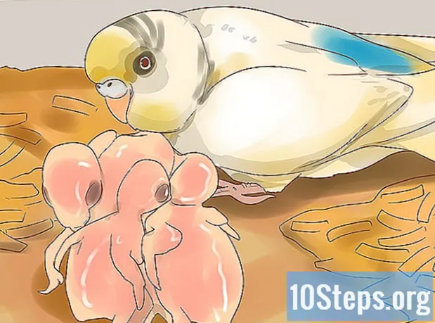 Πώς να δημιουργήσετε Parakeets