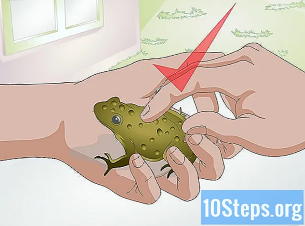 Wie man Frösche züchtet
