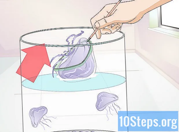 Cómo crear un acuario de medusas - Enciclopedia