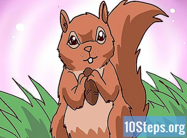 Jak wychować małą wiewiórkę - Encyklopedia