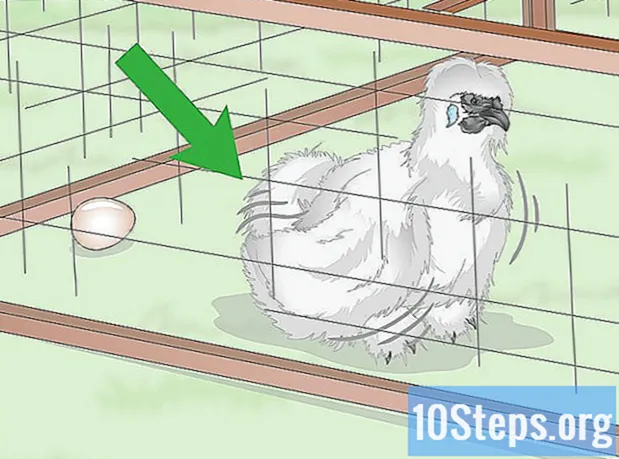 Hur man tar hand om den japanska silkeslen kycklingen (Silkie)
