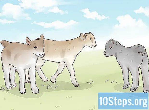 Cómo cuidar las cabras