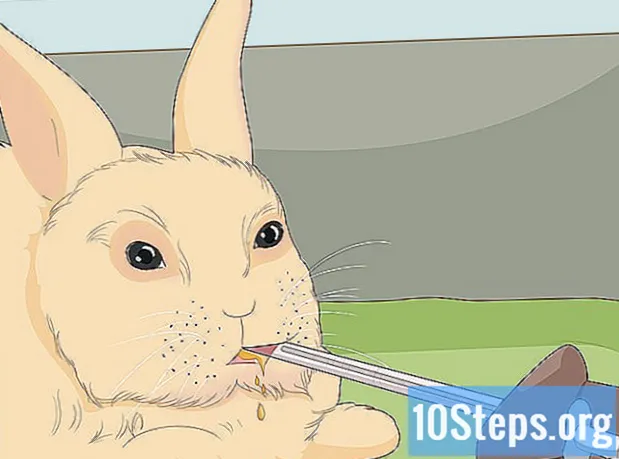 Jak se starat o trpasličí králíky