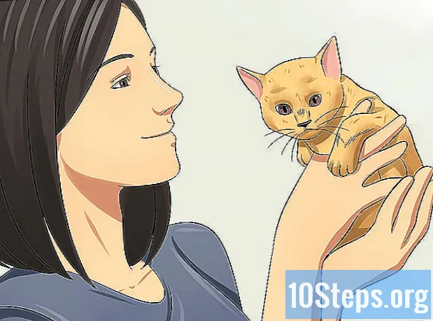 Hogyan gondozzuk a cicákat születésüktől kezdve - Enciklopédia