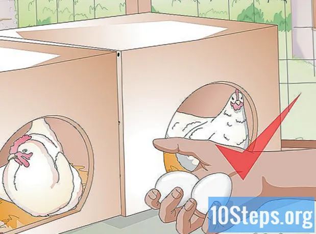 Cara Merawat Anak Ayam
