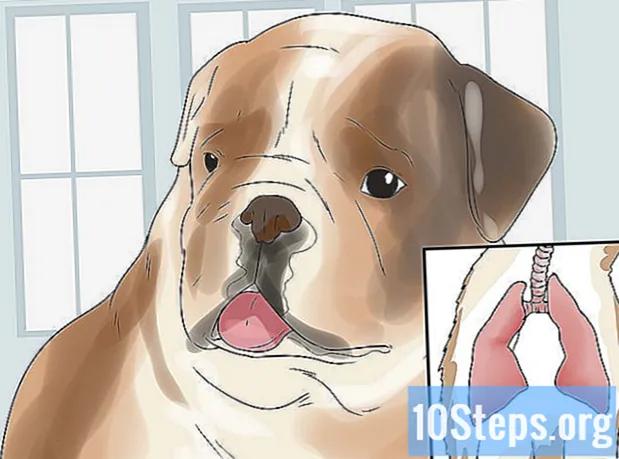Ako sa starať o šteňa anglického buldoga