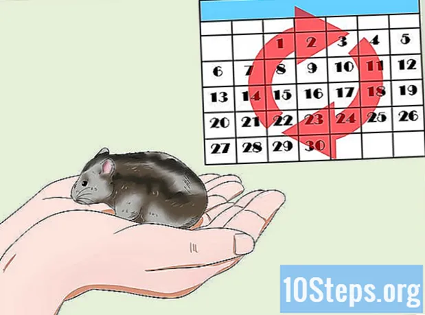 Kaip prižiūrėti Rusijos nykštukinį žiurkėną