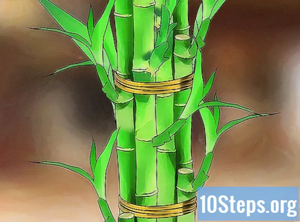 Kuinka hoitaa onnekasta bambua