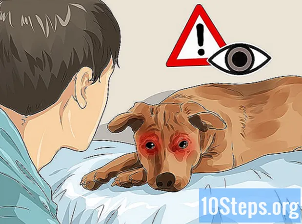 Ako sa starať o psa s vodopádmi - Encyklopédie