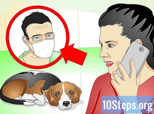 Cómo cuidar a un perro con puntos quirúrgicos - Enciclopedia