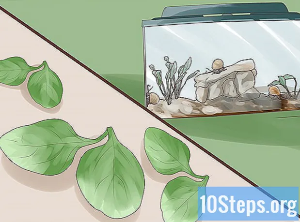 Kaip prižiūrėti vandens sraigę