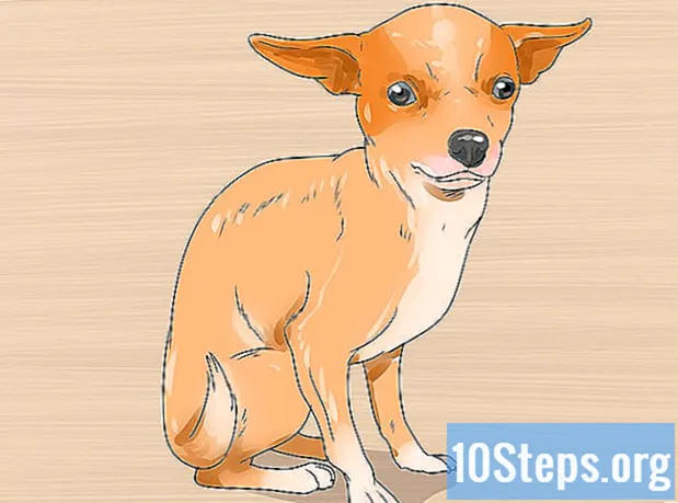 Hvordan ta vare på en Chihuahua