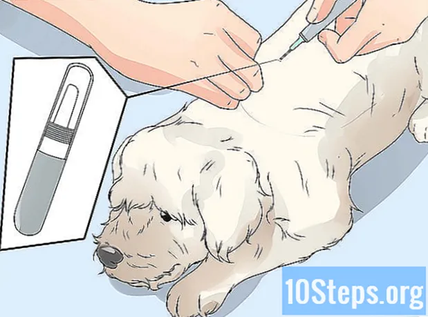 Kuinka hoitaa maltalaista koiraa