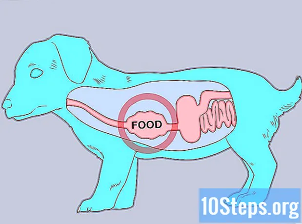 Com cuidar un gos amb megaesòfag - Enciclopèdia