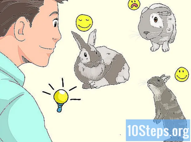 خرگوش کی دیکھ بھال کرنے کا طریقہ