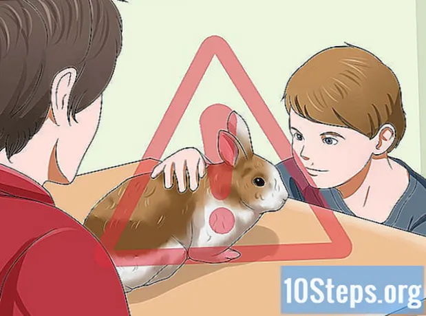 כיצד לטפל בארנב בית