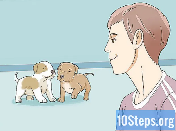 Hoe zorg je voor een Pitbull-puppy