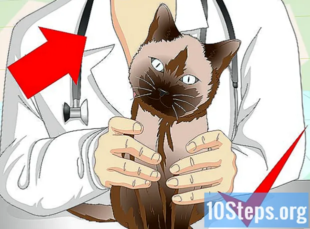 Hoe zorg je voor een kat met een gebroken schouder