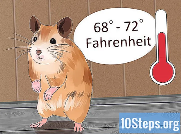 Cum să ai grijă de un hamster bolnav