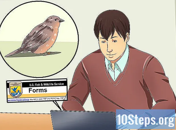 Cómo cuidar a un pájaro herido que no puede volar - Enciclopedia