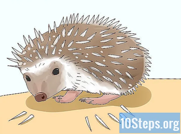 Jak se starat o ježka