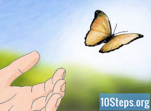 Com cuidar una papallona amb l’ala trencada - Enciclopèdia