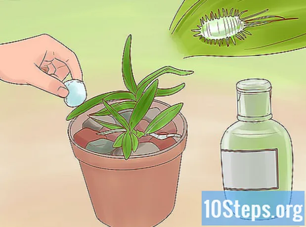 Kaip prižiūrėti dendrobio orchidėją