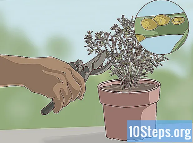 Jak dbać o szparagi